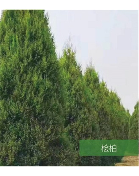 標題：名貴樹種
瀏覽次數(shù)：1223
發(fā)表時間：2020-10-17